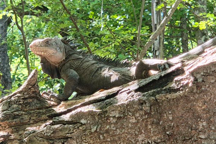 iguane1